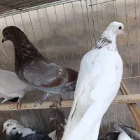 جوجه کفتر پرشی|پرنده|بافق, |دیوار