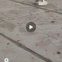 جفت ابلغ سیا و سبز|پرنده|تربت جام, علوی|دیوار