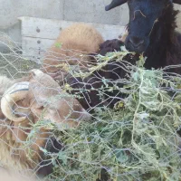 بره نر|حیوانات مزرعه|جوین, |دیوار