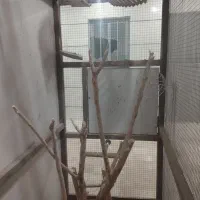 قفس بزرگ پرنده|لوازم جانبی حیوانات|تهران, شهرک استقلال|دیوار