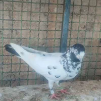 کفتر پرش سنگین دو رقمی|پرنده|ایرانشهر, |دیوار