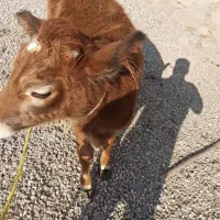 فروشی|حیوانات مزرعه|صومای برادوست, |دیوار