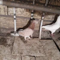 کبوتر طلایی واسبی