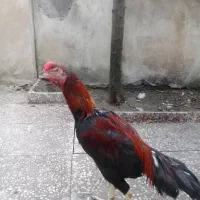 خروس لاری تاج مهر