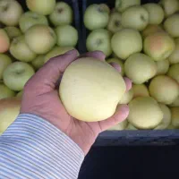 سیب درختی  تنگ چنار