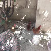 مرغ محلی