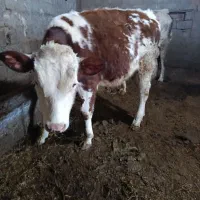 گوساله نر سیمینتال