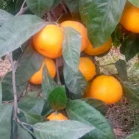 کارگر پرتقال چیدن وبسته بندی آقا وخانم