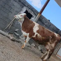 گاووگوساله سیمینتال