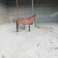 واگذاری اسب مادیان