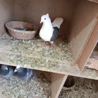 کفتر دوشان دوکت|پرنده|بیستون, |دیوار