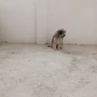 یک عدد سگ 5ماهه|سگ|قم, تولید دارو و یخچال|دیوار