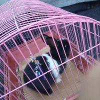 خرگوش مینیاتوری فوری