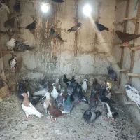 دسته کفتری اتیقه