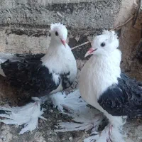 کبوتر زینتی جکسون دوکت مشکی