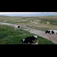 مجوز-مرغداری-با-زمین