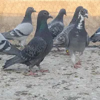 کبوتر پلاکی مسافتی وآلمانی وکارل میولمنز|پرنده|تفت, |دیوار