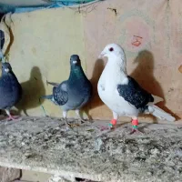 کبوتر پلاکی صید|پرنده|شیروان (خراسان), |دیوار