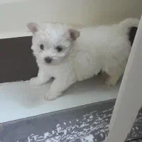 سگ پاپی شیتزو۲ماهه