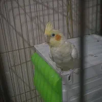 یک جفت عروس هلندی لوتینو|پرنده|پاکدشت, پاکدشت (مامازند)|دیوار