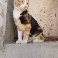 گمشده ۲۰ میلیون مژدگانی