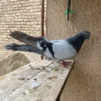 کبوتر سبز نر کشیده