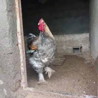 تخم مرغ نطفه داربرهما