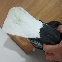 دم سفید نر|پرنده|شیراز, شهرک قمشه|دیوار