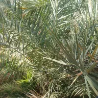 فروش باغ درجنگ اباد