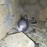 دمگیر سیاه پشت طوقی|پرنده|اصفهان, براآن شمالی|دیوار