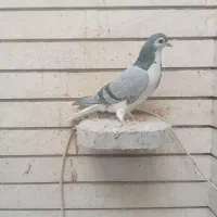 دم گیردرجه۱عالی