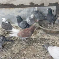 فروش کفتر|پرنده|محلات, |دیوار