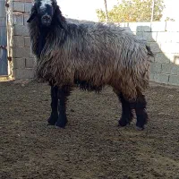 میش بره دار آبستن 15راس درجه یک|حیوانات مزرعه|میمند, |دیوار