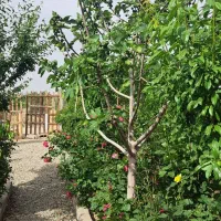 فروش باغچه در فیروز بهرام