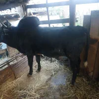 ورزا محلی هم داشتی هم گوشتی کم سن|حیوانات مزرعه|رشت, لاکان|دیوار