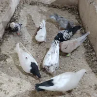 کفتر گرفتنی|پرنده|کاشمر, |دیوار