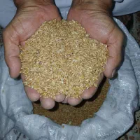 گندم|عمدهفروشی|باوی, |دیوار