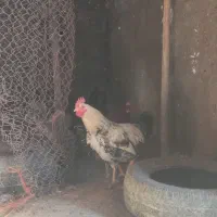 25عدد خروس 5ماهه واکسن خورده