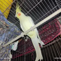 عروس هلندی نر|پرنده|اهواز, پردیس دو|دیوار