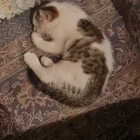 گربه گمشده محدوده نصرآباد|گربه|اصفهان, نصرآباد|دیوار