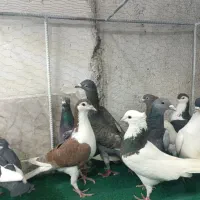 کزر|پرنده|مشهد, چهاربرج|دیوار