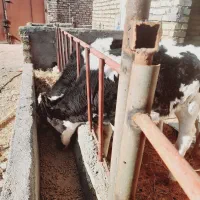 گوساله ماده