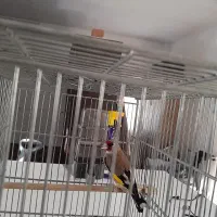 سهره درگ کرمانی نر