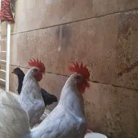 حیوانات خانگی|حیوانات مزرعه|تهران, جیحون|دیوار
