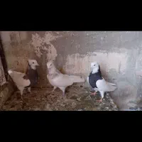 فروش سه عدد طوقی مهر مهر