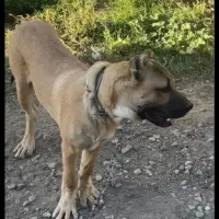 سگ سرابی دزدیده شده از مراغه روستای قشلاق|حیوانات|مراغه, |دیوار