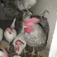 خروس نژاد پیلیموت راک محلی|حیوانات مزرعه|هشتگرد, خور|دیوار