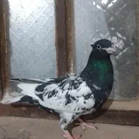 8تاکبوتر رنگه هوایی|پرنده|مشهد, آزادشهر|دیوار