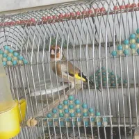 سهره|پرنده|آباده, |دیوار