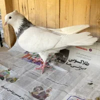 طوقی کرمانشاه|پرنده|قم, انسجام|دیوار